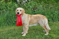 32b1f93954bb0862a855f792d88701a2_196