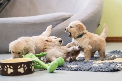 32ca2a1881e150c3b49e9a83a4496dd2_246