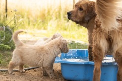 333b2785b22b0eeb42a4ca0f574ebc20_246