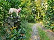 33851f7257d4c5035f6dc8f39e2ee5ae_184x138_fill