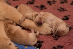 3411c3d916ccd9c64c650106fdca8a9b_246