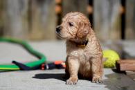 34a67acb738d48fee90fca56925a60d4_195x130_fill