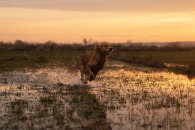 351d2850ff1be317a7786ff298624125_195