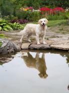 35cb6c762a7bad9974898ecdae6edcf8_138x185