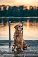 35f18723fd29ae40384dd5ad6b585d91_130x195