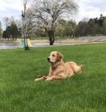 3687bfea314fc85704cb4cce52c16239_156x164