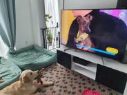 36888cff4a43588644a371f3cb9d7e28_184x138_fill