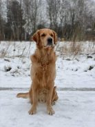 368ae7461700ee362a5878668d0409c9_138x184_fill