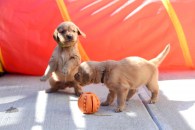 36c367c29f8d1697bc4499c446d796d4_195x130_fill