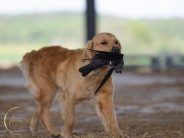 378704d0c9932ecc9fc7d7ae242a62f8_184x138_fill