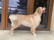 37f206f9e12891a7628d4f3153b3b752_184