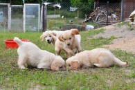 390c52b9eb043c81de69aacc5c864627_195