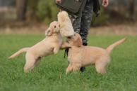 39f6fd69eb3f59072fefcf656a90e795_194