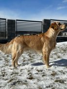 3a719e2a6050679edf4a6da186523074_138x184_fill