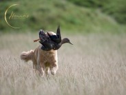 3a7821da1fb7ae53f8342eb13f0a8922_184x138_fill