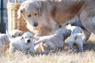 3aff588077212d55e2bbcbd697ce7592_195x130_fill