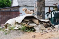 3b20654ea2a844eba610a60623b75d59_195