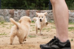 3c368cc9e85aef82872f664180ca75e9_245