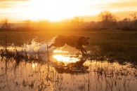 3c3d971629181c0531cb09d987262e11_195