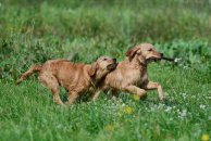 3ce8b7e481f334fec07bf3c93ce461f9_194