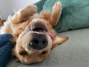 3e078233475dbde28d82d11fe507f681_184x138_fill