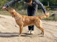 3f84d33961c878407ab38180a54ce917_187