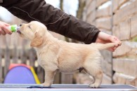 40b5c19323aad86d34cca7b60f23c497_195