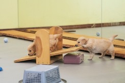 4174e14d03312f44e34d6f078bde2618_245