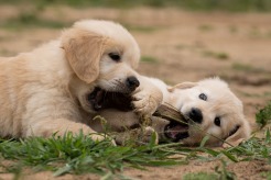 419a9ea6d8f52e09c3bdb2eea60b43ef_246