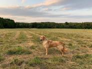 424d87aa51b0ecdac037a8953feff850_184x138_fill