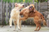 424f259fd8deeaa8ece9f40ae4b0e0ad_195