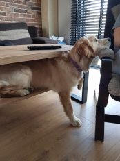 42eab0473661102cde898d03798f060b_174x232_fill