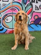 42fc0e727ebdf3dc7084ce0a9c95530d_138x184_fill