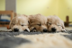 43d731c818829458bb9eea6c8644bbc0_246