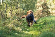 4481e8db0288cd2ae79a29ae2e56b74d_195