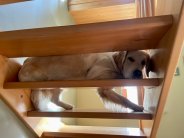 44aab747e612b260722f52dd54a8e329_184x138_fill