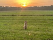 46242c3fa0bbb1108a725efaecf89369_184x138_fill