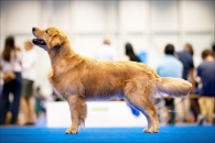 463a7fad3c8f4f730dfec70bd21415ab_195