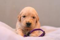 463f8097757ac08954525d141dce99cb_195