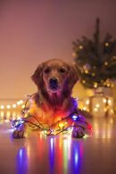 46aa0c68cb4a3a82f9dc8c4bde695c12_130x195_fill