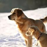 47510ed38d818a2b57368f3d4c9fb43c_160x160_fill