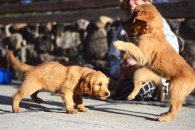 47904ddc1ae0ff44d9941e59d744fd41_195x130_fill