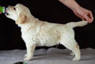 47a6fc4c8866704ca0222fccb524960d_194