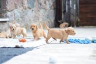 47ac0f98729334850e499c966598c882_195