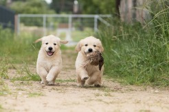 47ad66312c72a98dfea36390423bdcc5_246