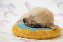 48263eeb820ed2c9da4a265e009aa8f4_246