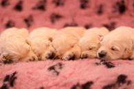 483e2fe878c724e04b09aecc3892eeb9_195x130_fill