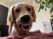 48f40a8395616941694c70bf6996cf94_184x138_fill