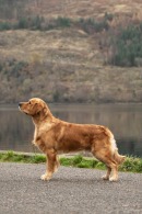 494df20e98e5da5715db83c6a0a0b2df_130x195