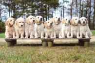 4a87fbebdf272e8ee6a454383d08df2c_195x130_fill